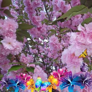 Meet your Posher, Brenda